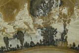 Triassic Aged Stromatolite Fossil - England #365747-1